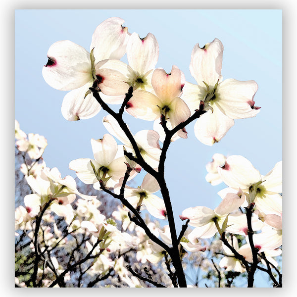 Blush Pink Dogwood Flowers Shower Curtain, With Clear Blue Sky