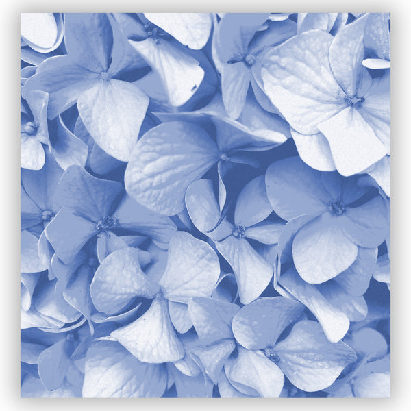 Blue Hydrangeas Large-Scale Floral Art Print Shower Curtain - Metro Shower Curtains