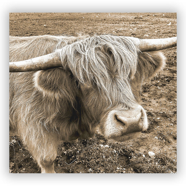Brown Furry Highland Cow Shower Curtain