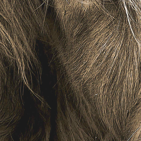 Brown Furry Highland Cow Shower Curtain