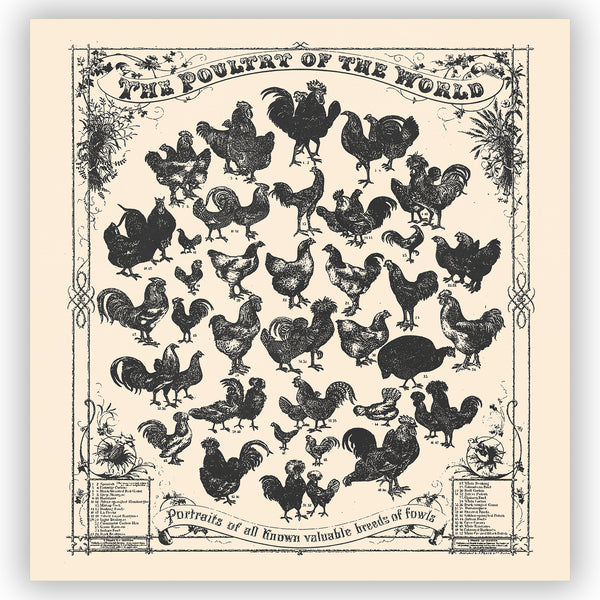 Farmhouse Chicken Vintage Print Beige on Cream Shower Curtain - Metro Shower Curtains
