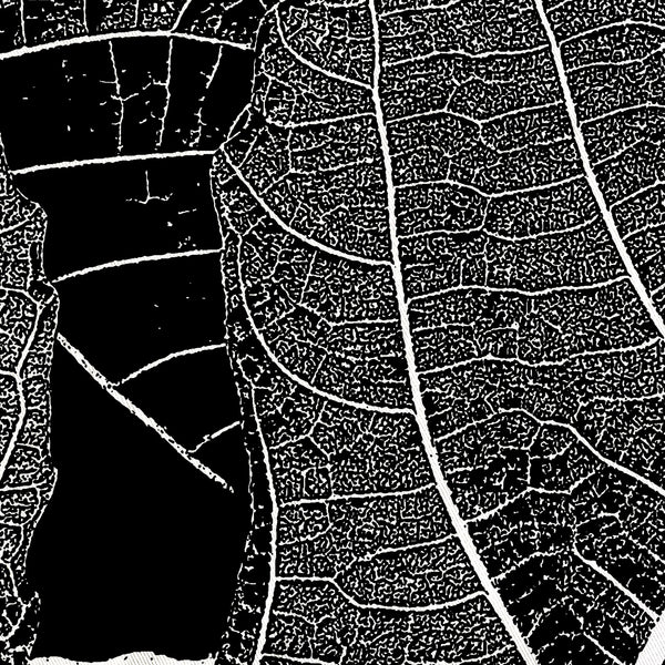 Modern Black and White Fig Leaves Botanical Shower Curtain - Metro Shower Curtains