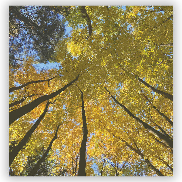 Golden Trees Fall Forest Scene Shower Curtain