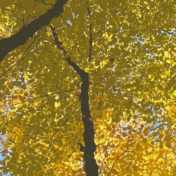 Golden Trees Fall Forest Scene Shower Curtain