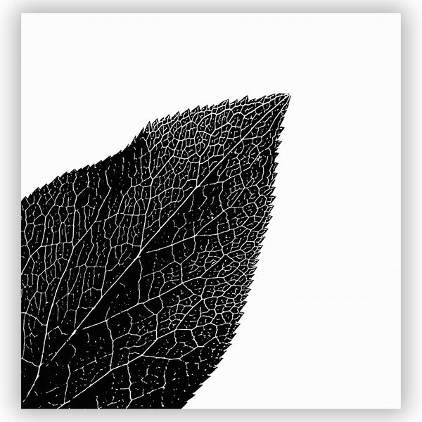 Bold Black and White Hellebore Leaf Shower Curtain