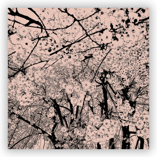 Tree in Bloom / Cherry Blossom Woodblock-Style Art Print in Soft Pink and Black Shower Curtain - Metro Shower Curtains