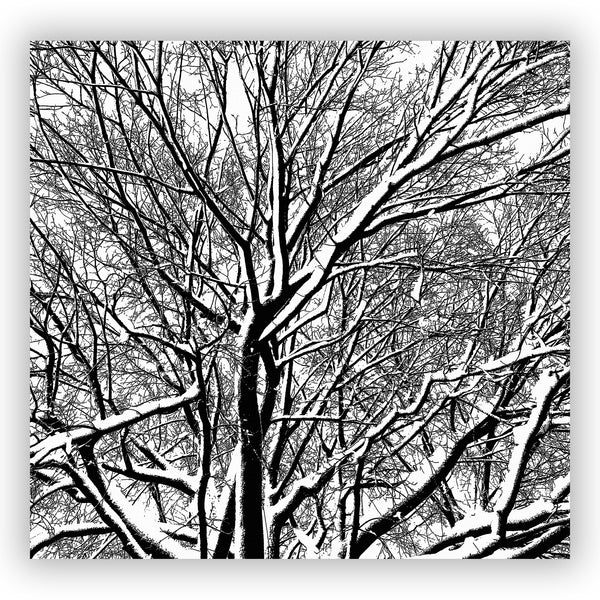Black and White Trees in Winter Shower Curtain