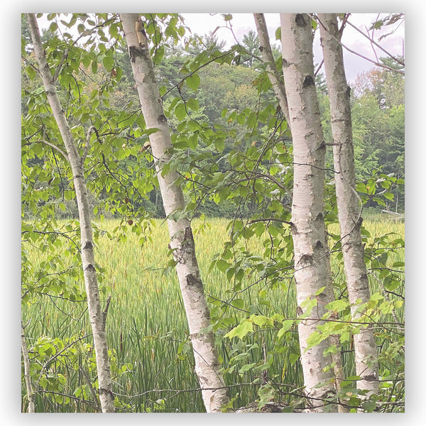 Birch Marsh New England Nature Shower Curtain