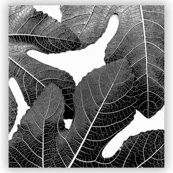 Modern Black and White Fig Leaves Botanical Shower Curtain - Metro Shower Curtains